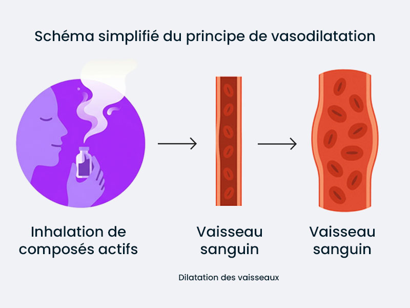schema vasodilatation poppers